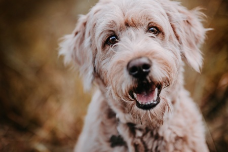 Hundeshooting Hundeshooting