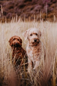 Hundeshooting Hundeshooting