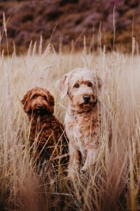 Hundeshooting Hundeshooting